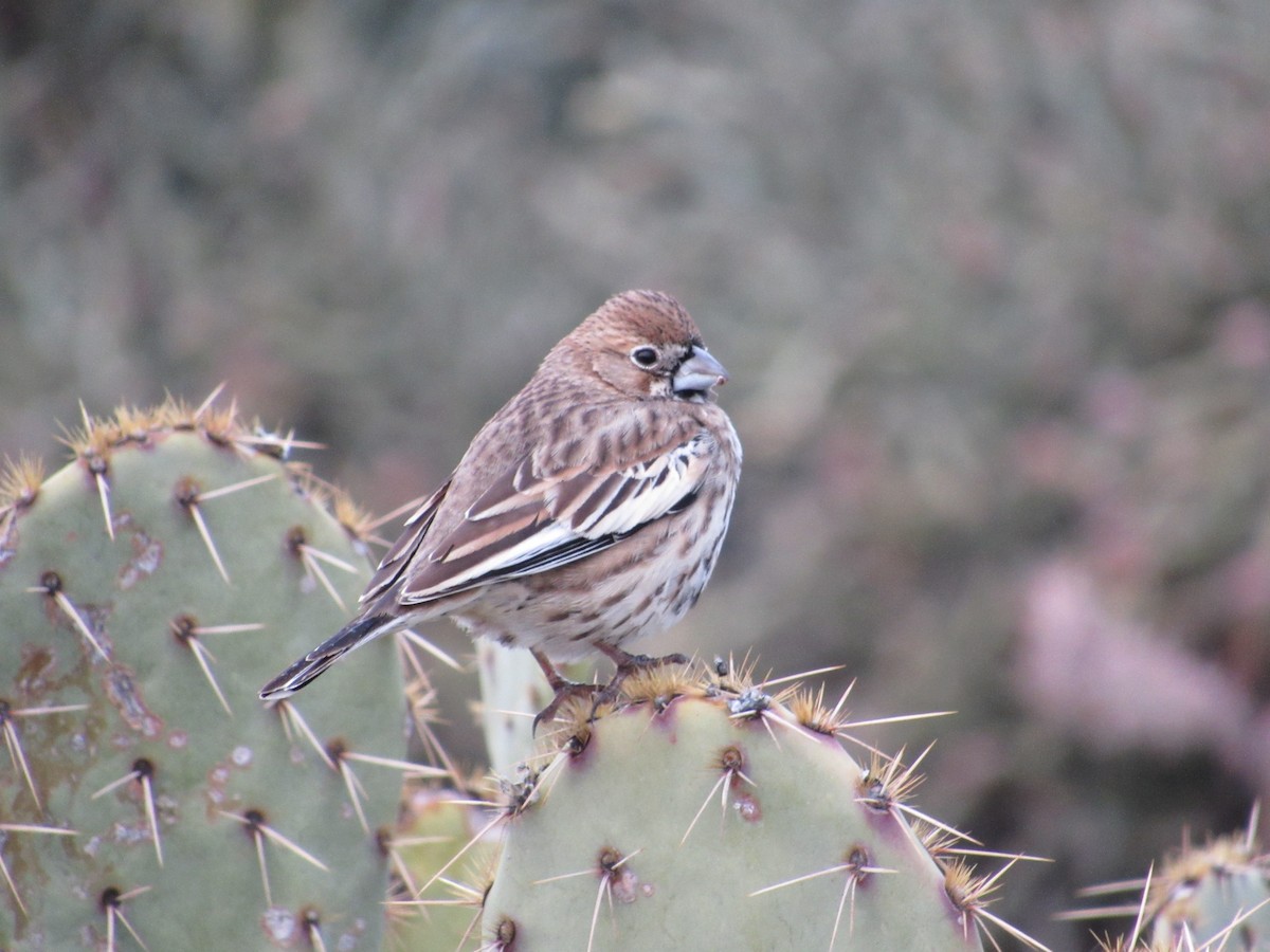 Lark Bunting - ML143565611