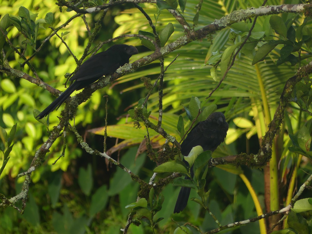 Smooth-billed Ani - ML143565661