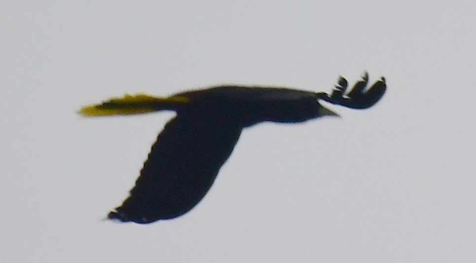 Crested Oropendola - James Bozeman