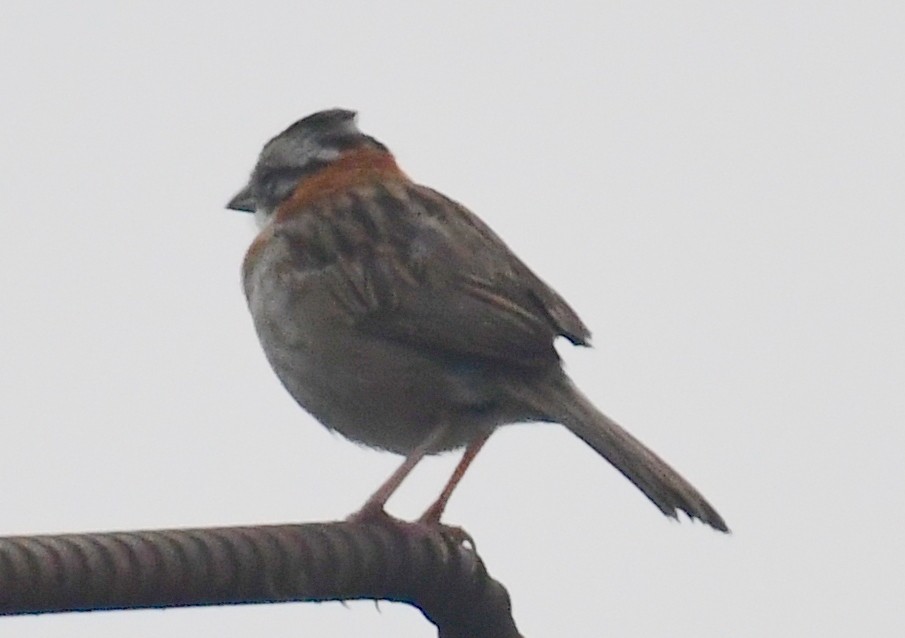 Rufous-collared Sparrow - James Bozeman