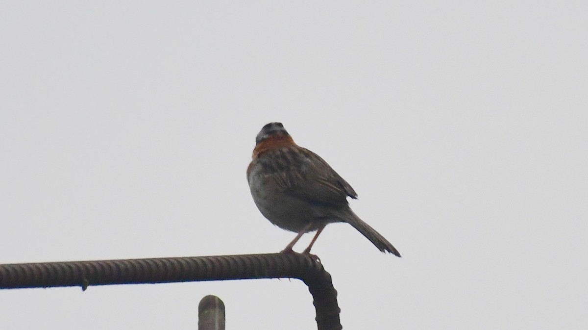 Rufous-collared Sparrow - ML143566751