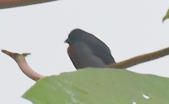 Chestnut-bellied Seedeater - ML143567471