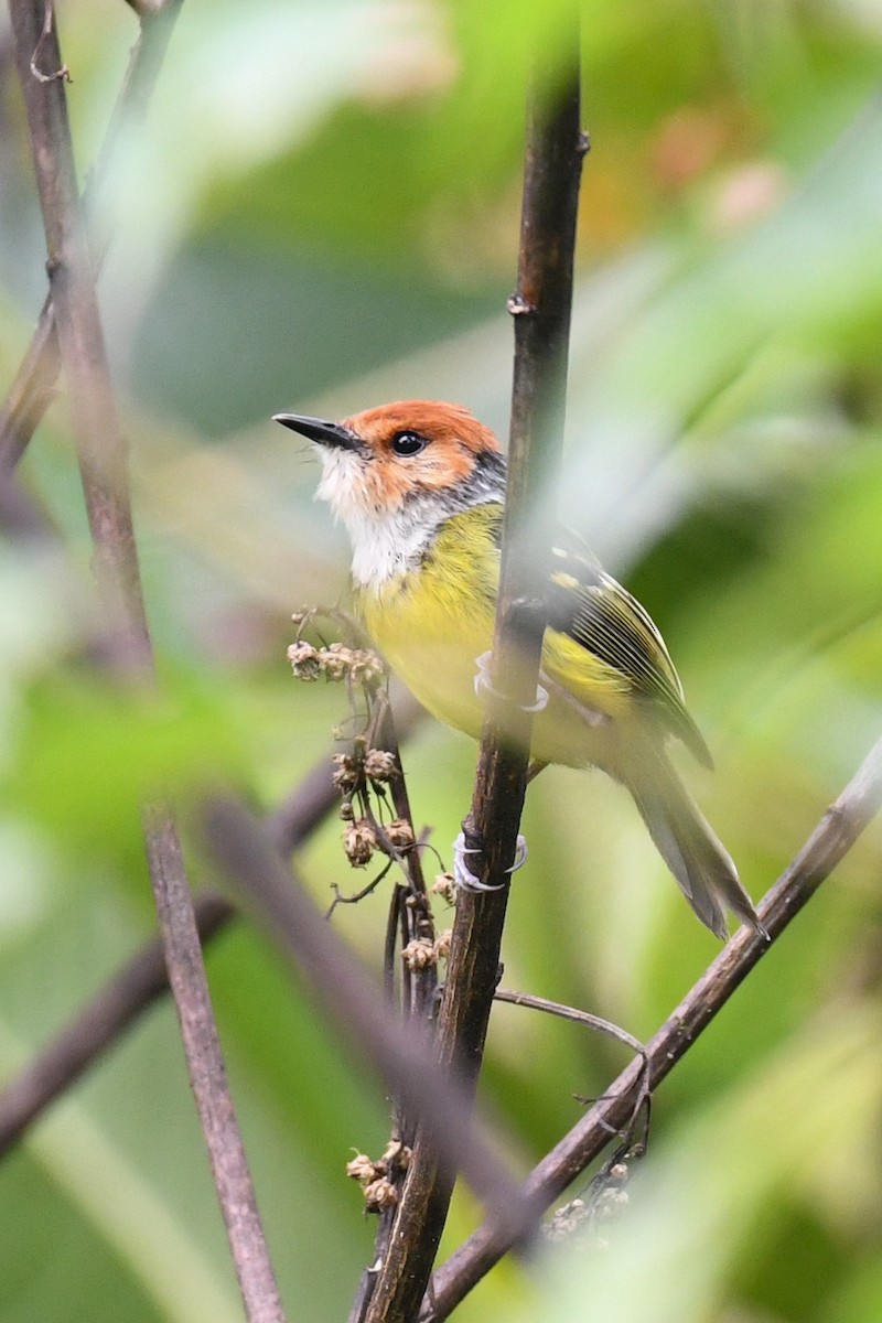 Rufous-crowned Tody-Flycatcher - Warren Whaley