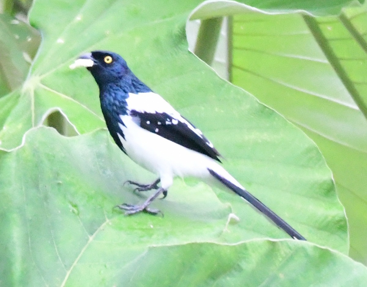 Magpie Tanager - James Bozeman