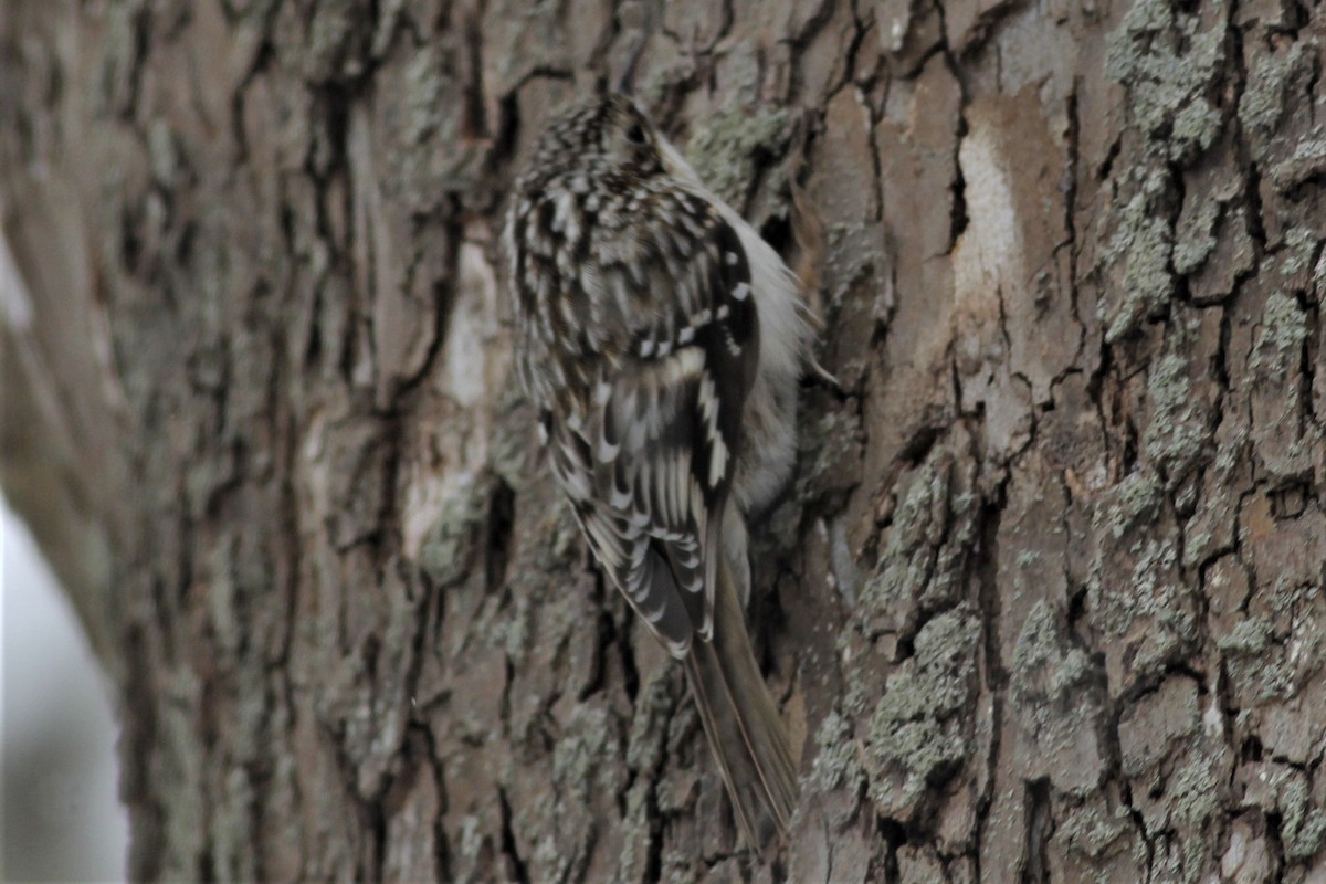 Brown Creeper - Michael Clay