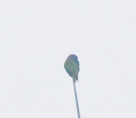 Blue-headed Parrot - ML143568061