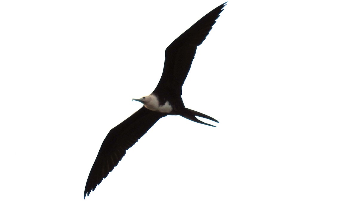 Magnificent Frigatebird - Jon Iratzagorria Garay