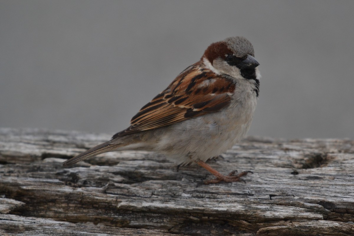 House Sparrow - ML143570691