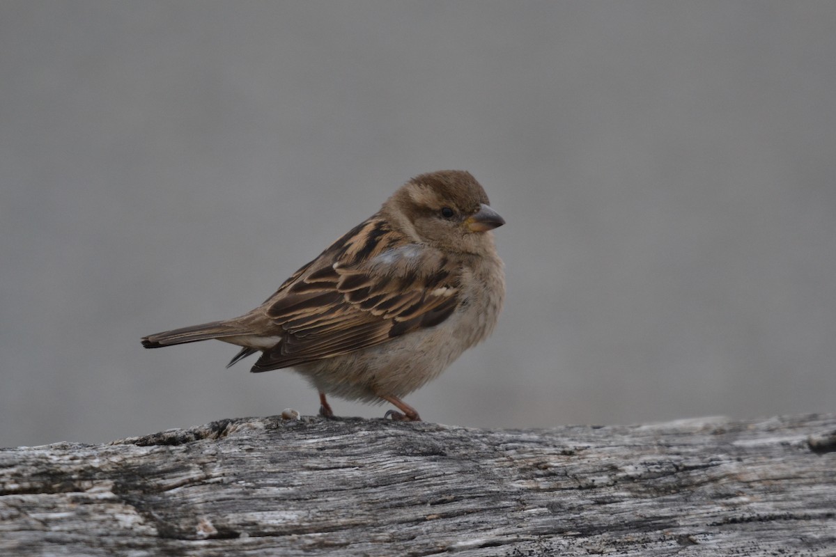 House Sparrow - ML143570721