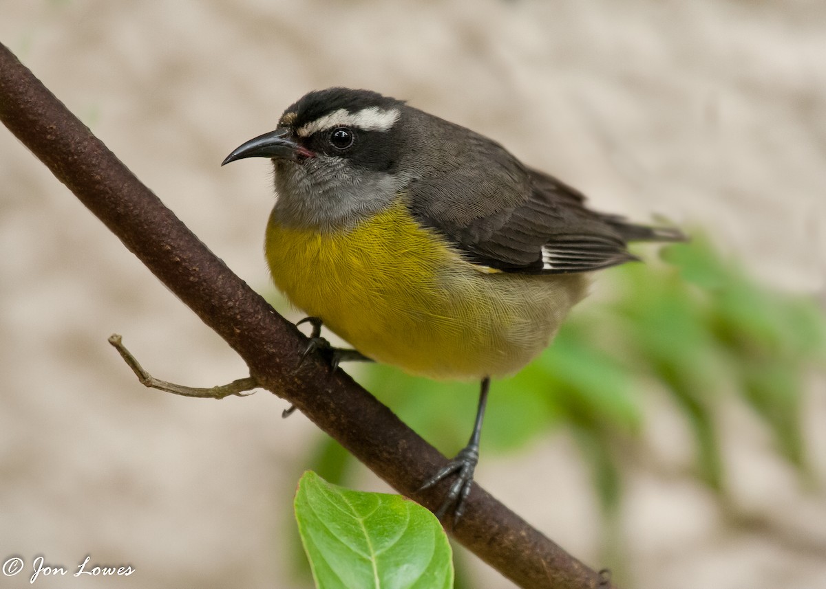 Bananaquit (Continental) - ML143573201