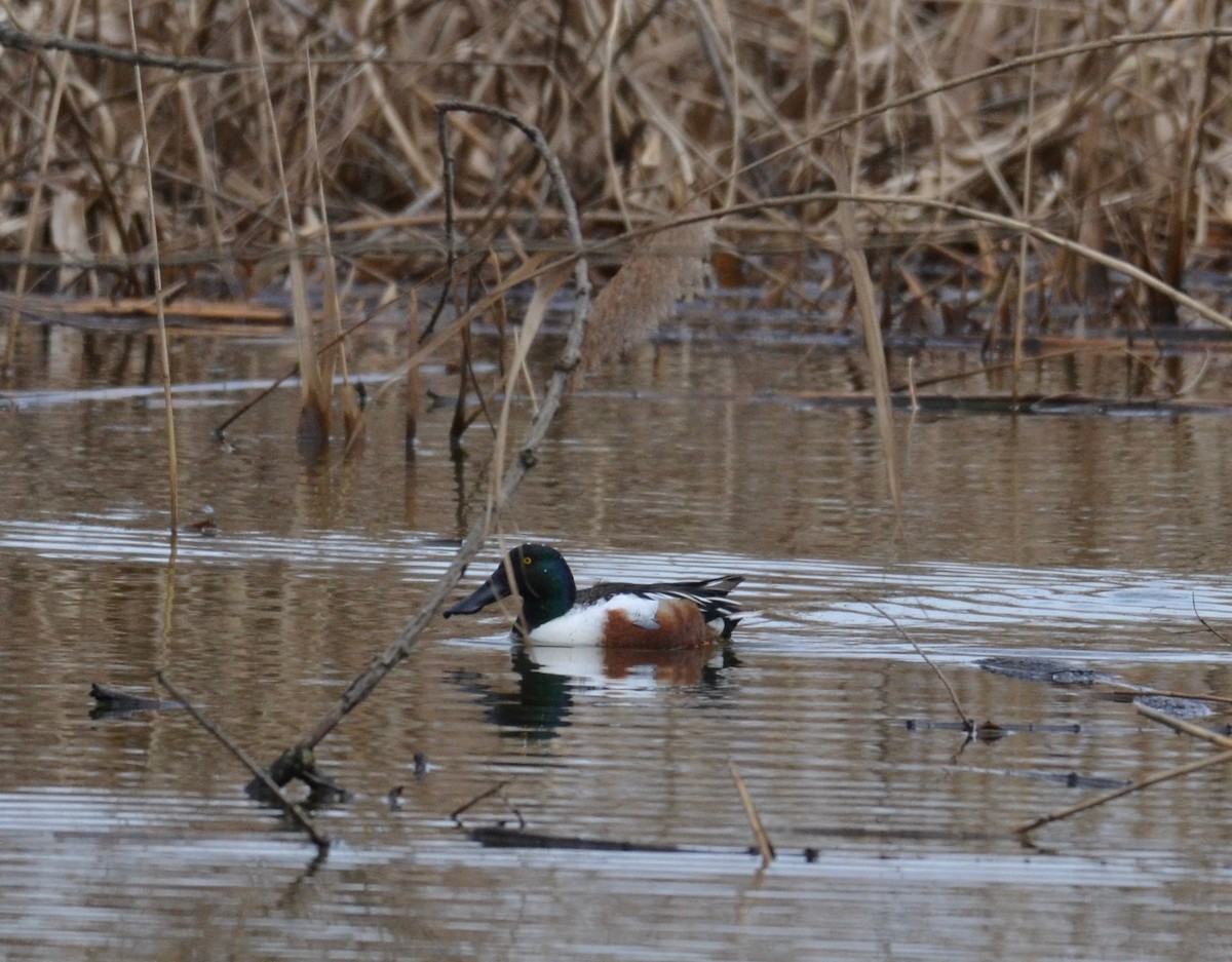 Northern Shoveler - Peter Paul