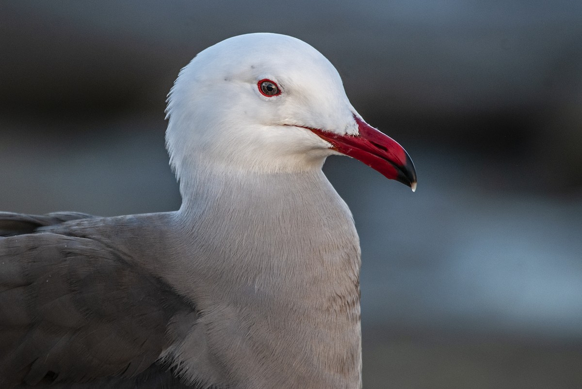 Heermann's Gull - ML143575891