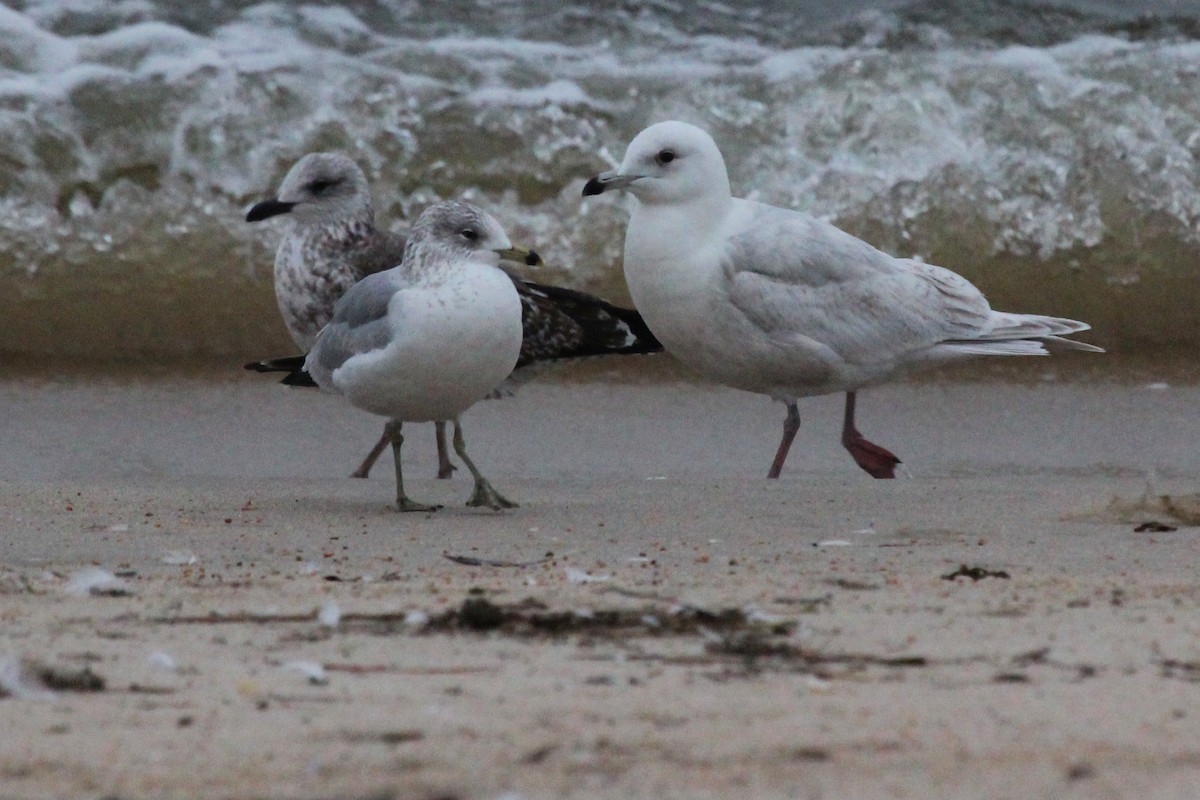 Iceland Gull - ML143575911