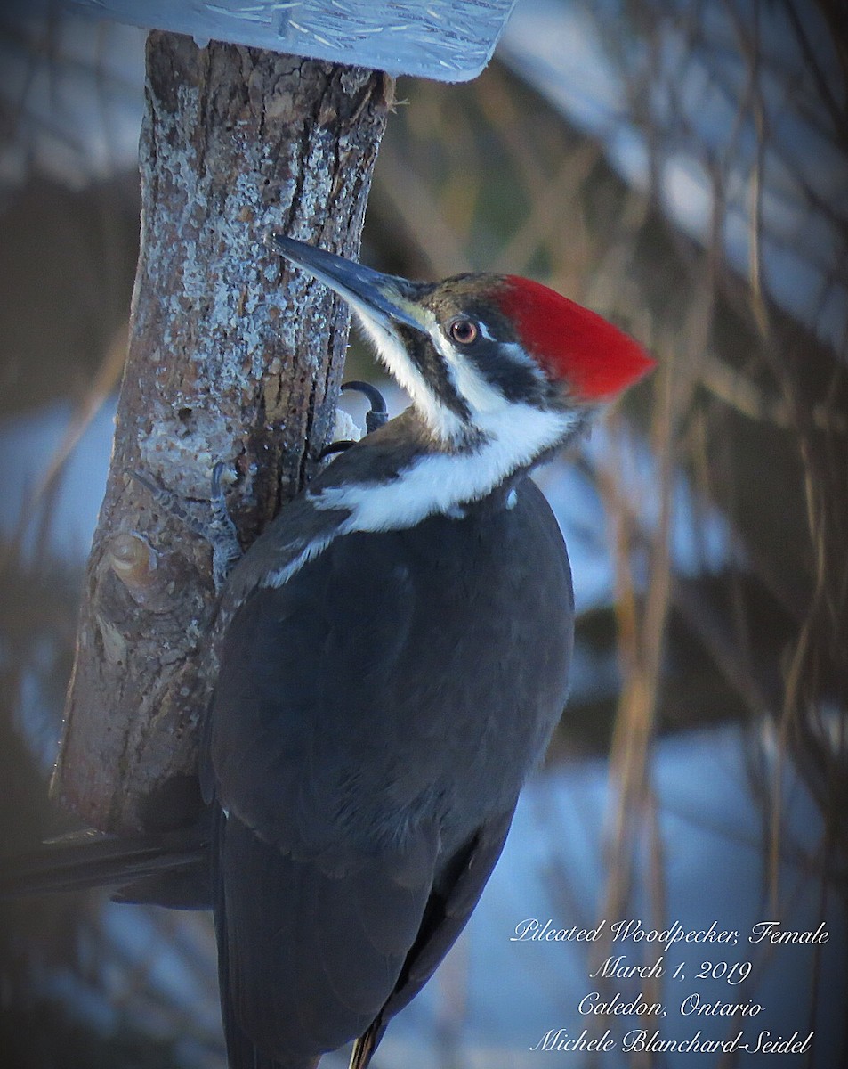 Pileated Woodpecker - ML143575971