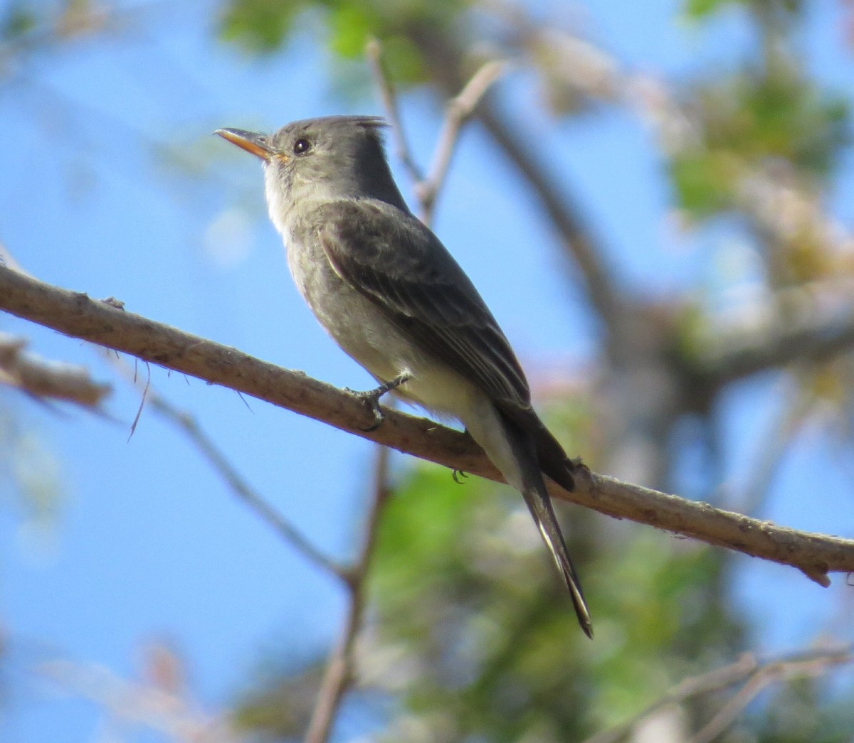 Greater Pewee - ML143576331