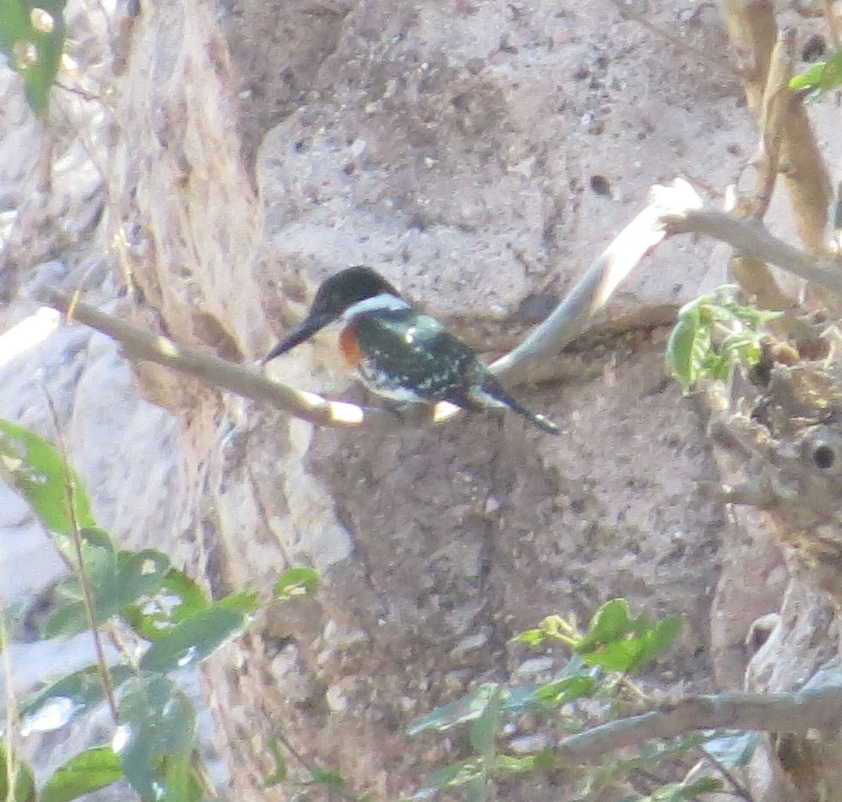 Green Kingfisher - ML143576631