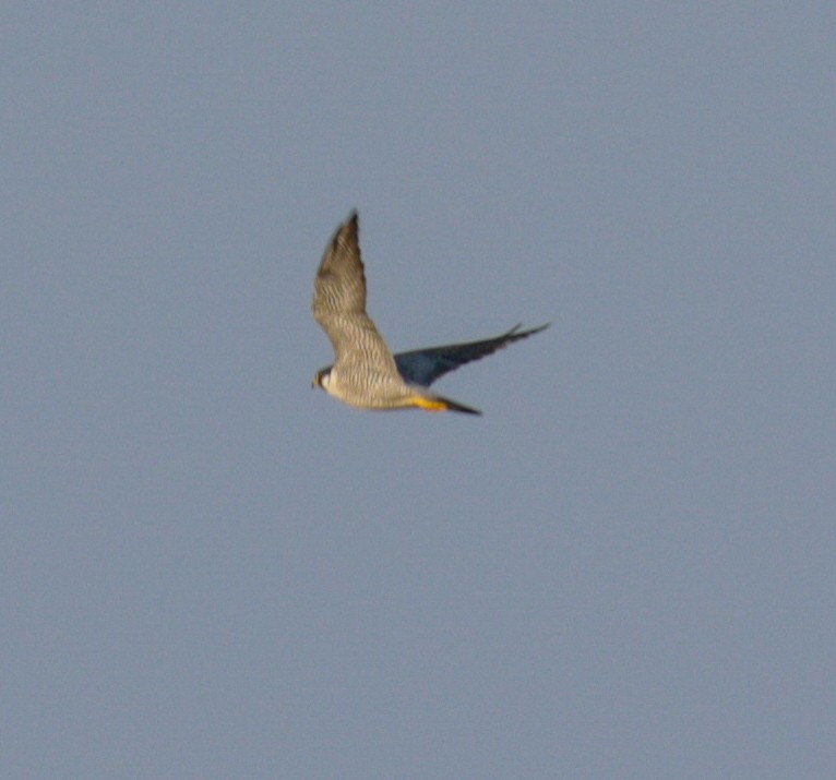 Peregrine Falcon - Susan Mac