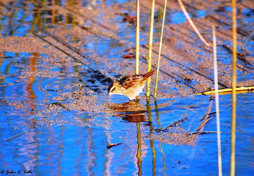 Wren-like Rushbird - ML143577121