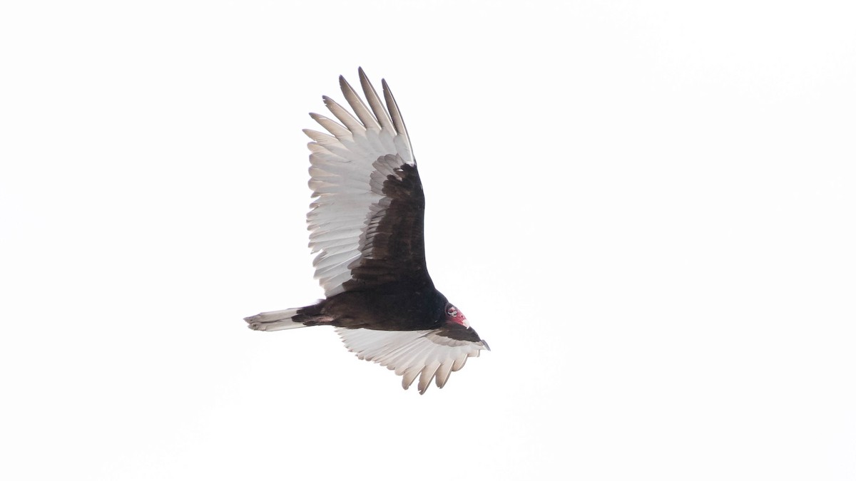 Turkey Vulture - ML143578651