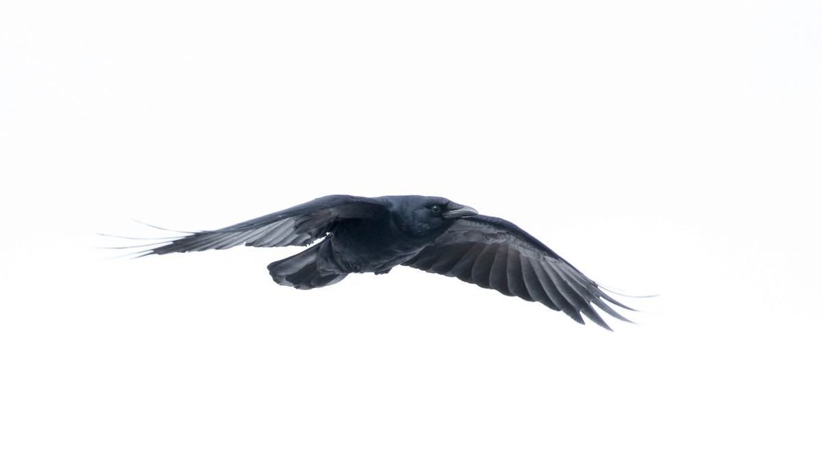 Fish Crow - ML143579071