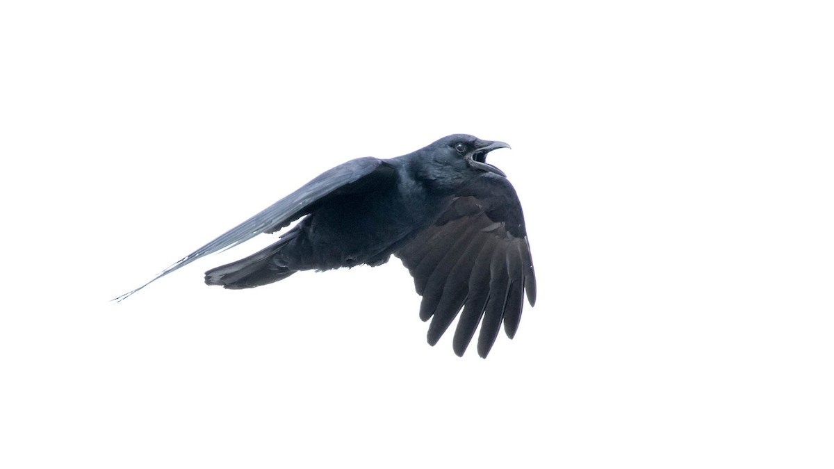 Fish Crow - ML143579081