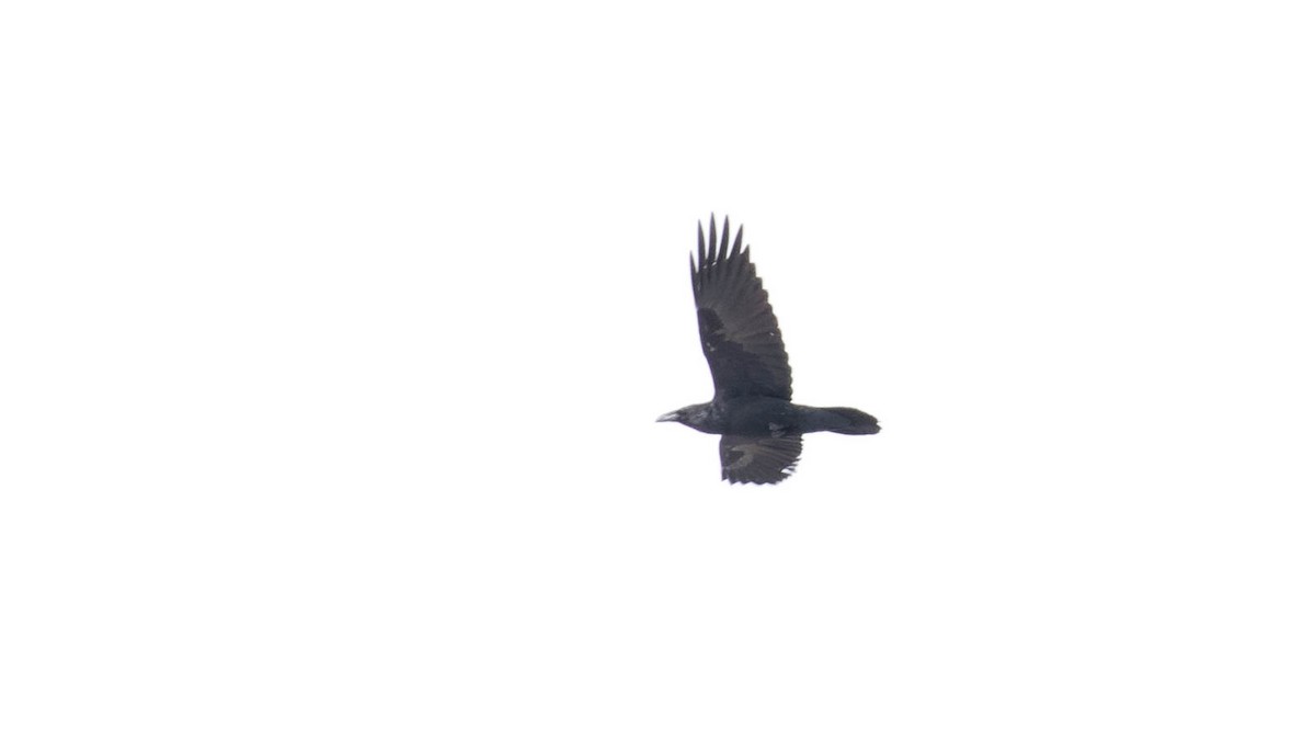 Common Raven - ML143579121