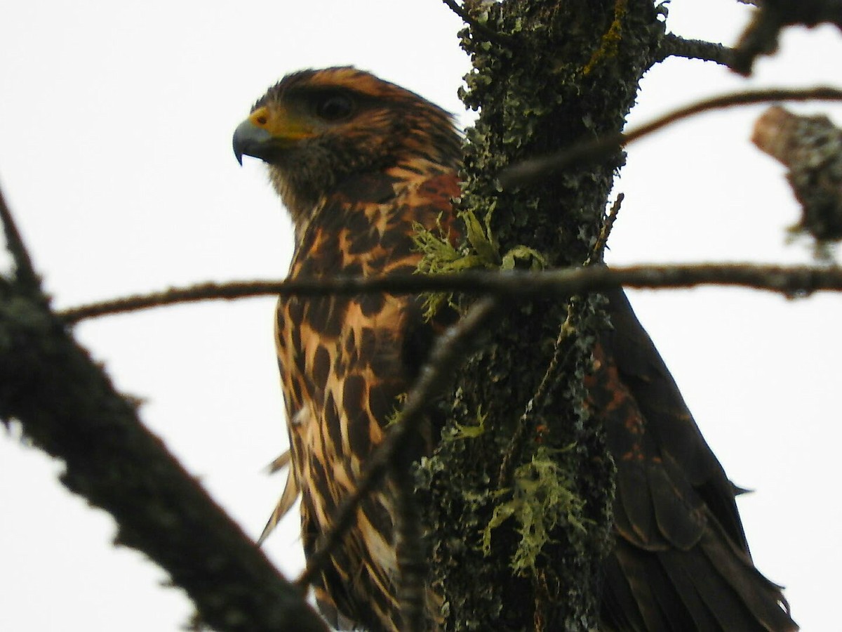 Harris's Hawk - ML143579671