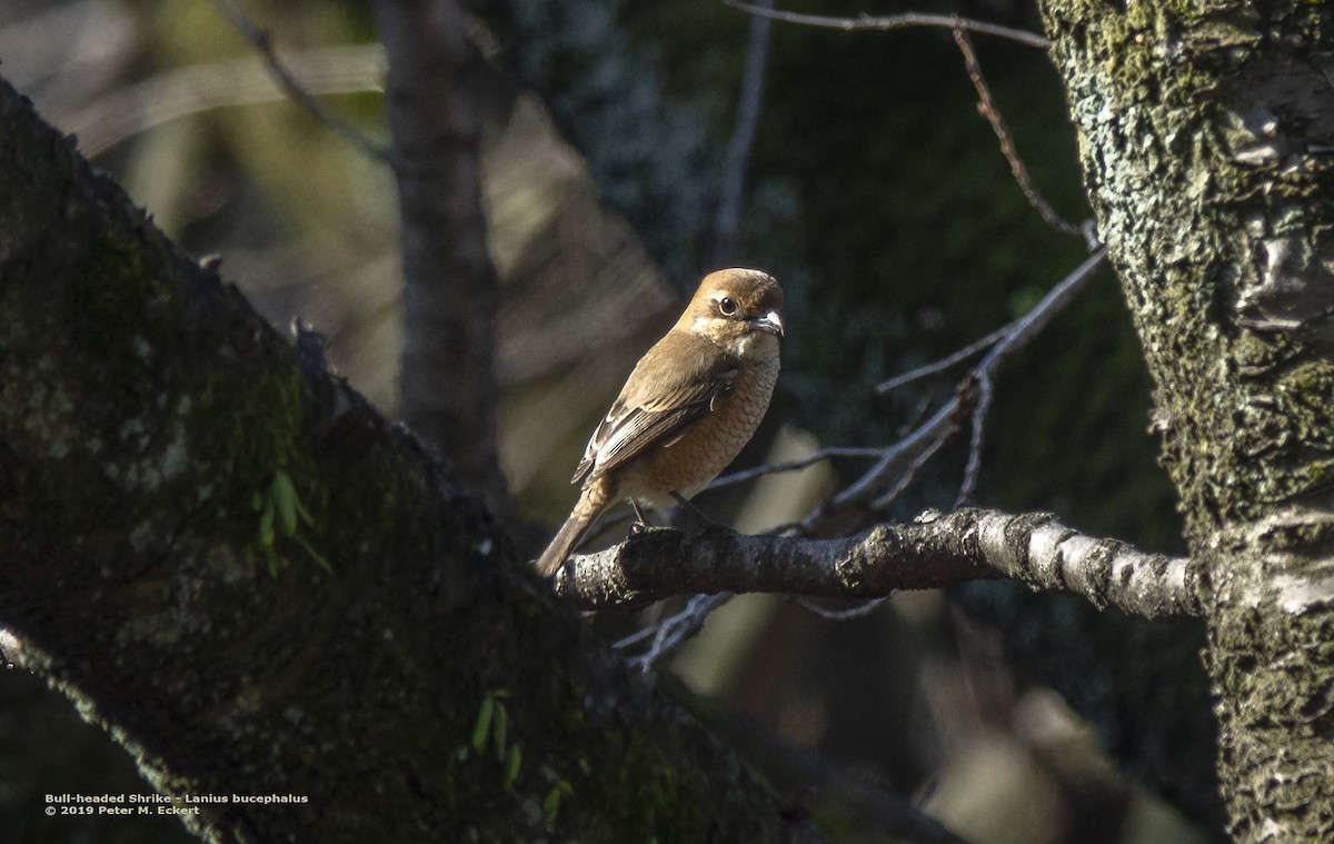 Bull-headed Shrike - ML143582011