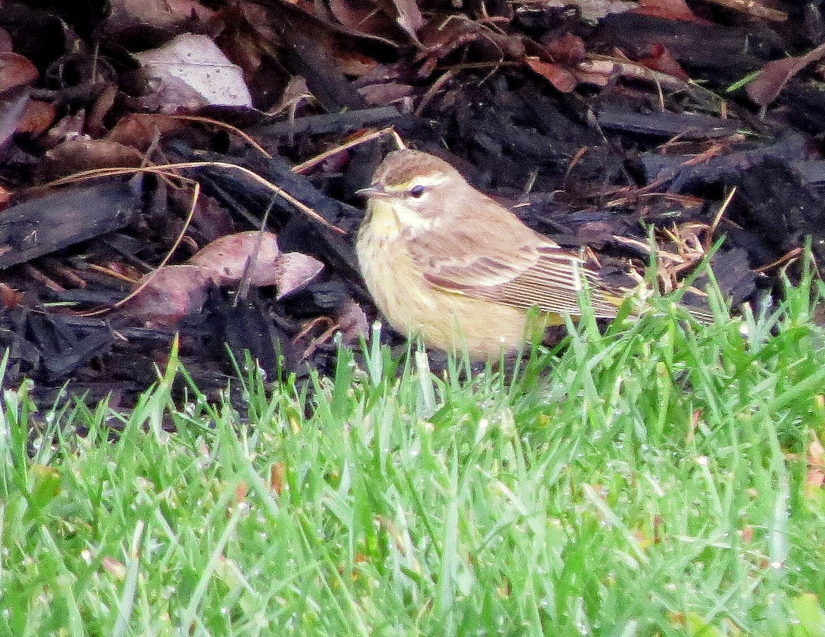 Palm Warbler - Chris Conard