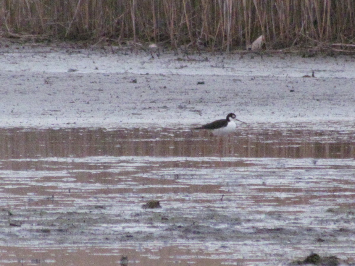 Black-necked Stilt - ML143582061