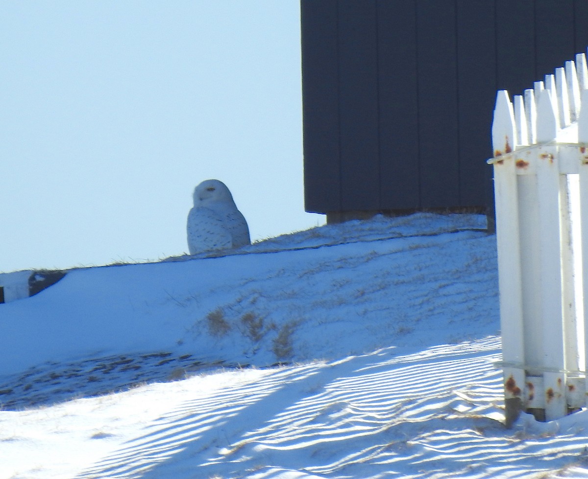 Snowy Owl - ML143584591
