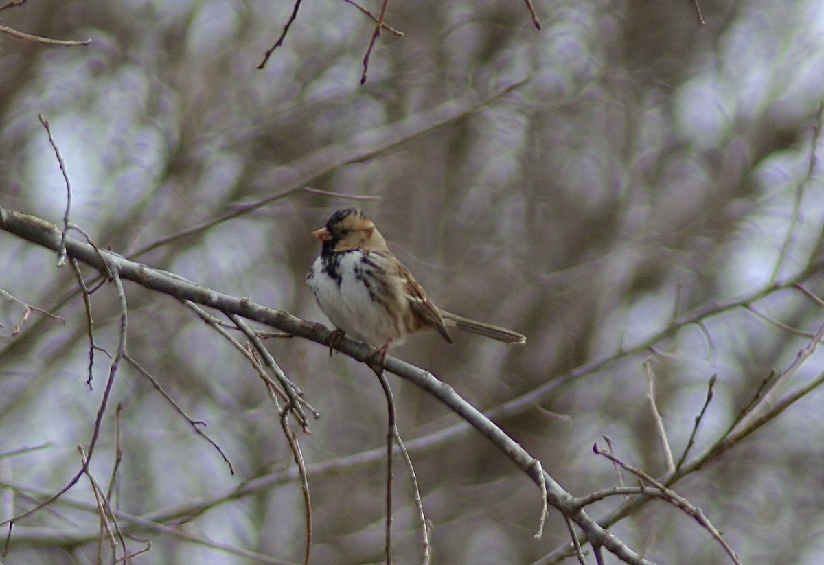 Harris's Sparrow - Jamie Adams