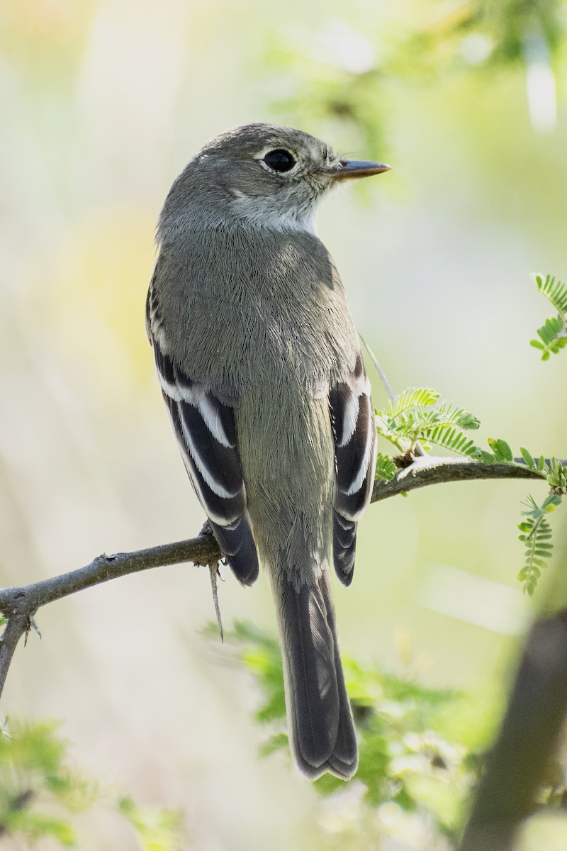 White-throated Flycatcher - ML143585471
