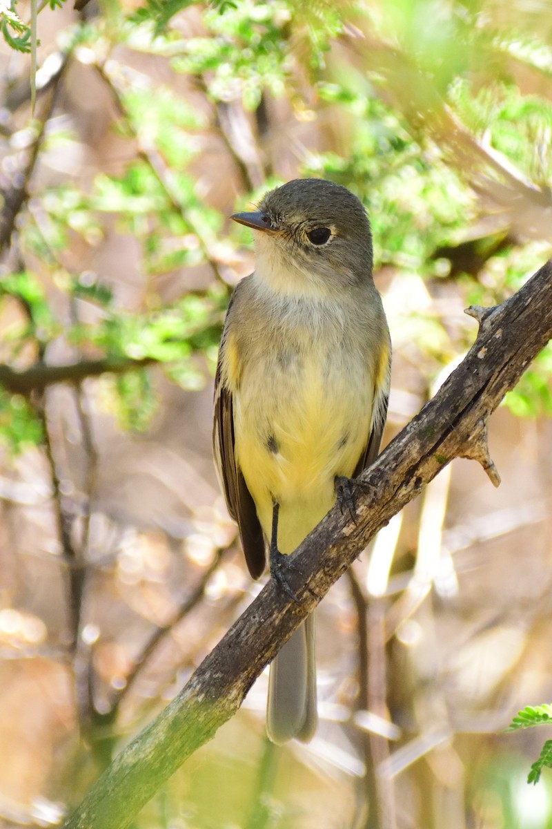 White-throated Flycatcher - ML143585491