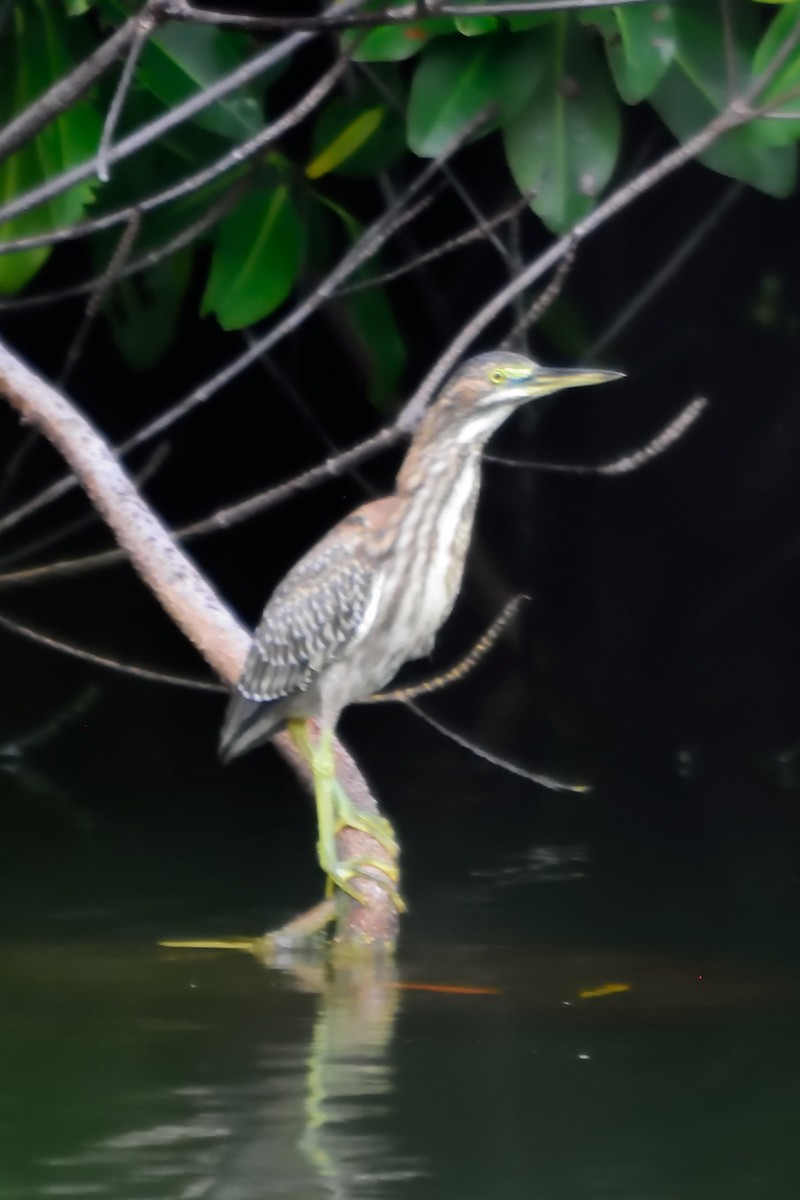 Green Heron - Bert Schreuders