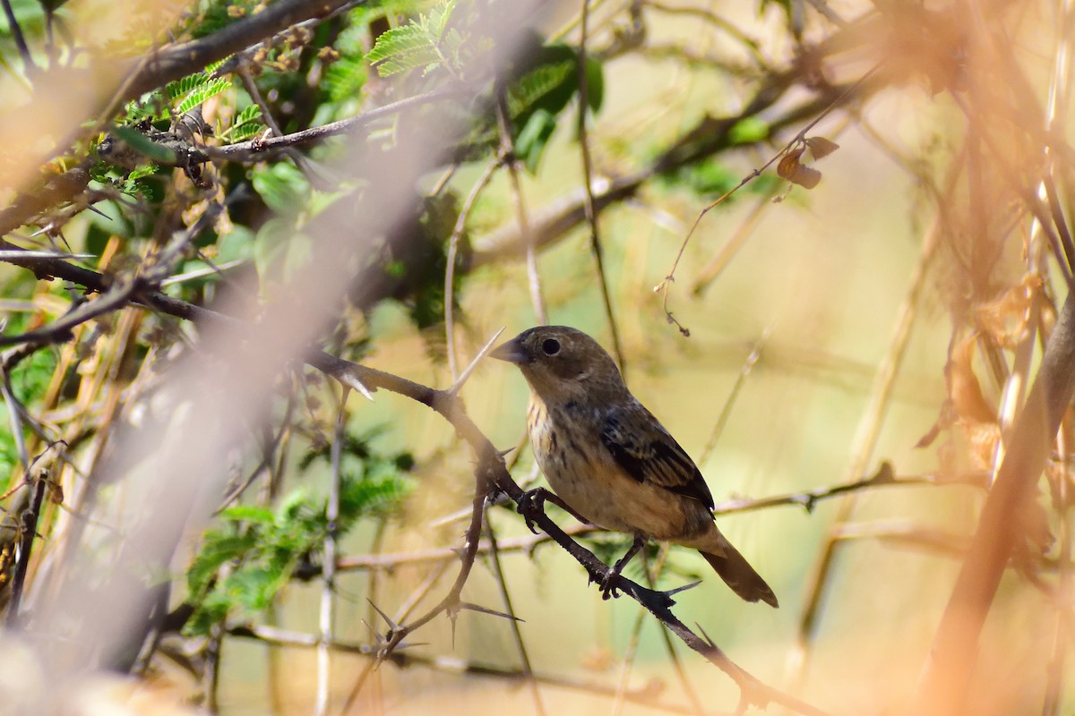 Blue-black Grassquit - ML143585771