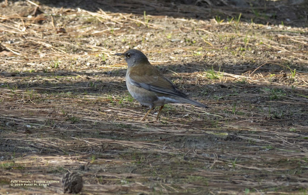 Pale Thrush - ML143585881