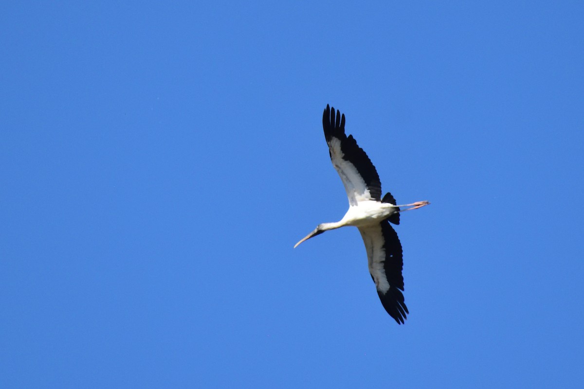 Wood Stork - ML143586091