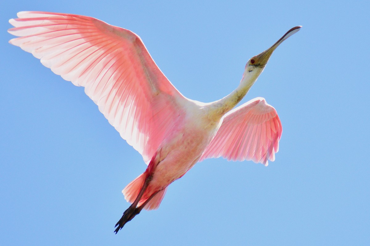 Roseate Spoonbill - ML143586121