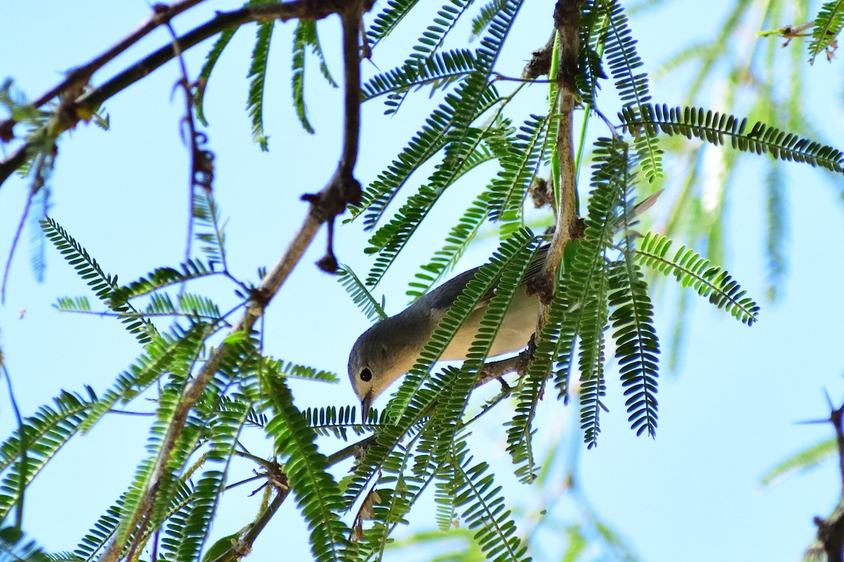 Lucy's Warbler - ML143586591