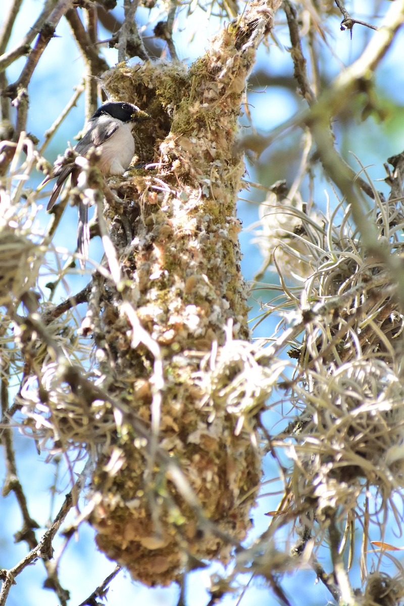 Bushtit - ML143586671