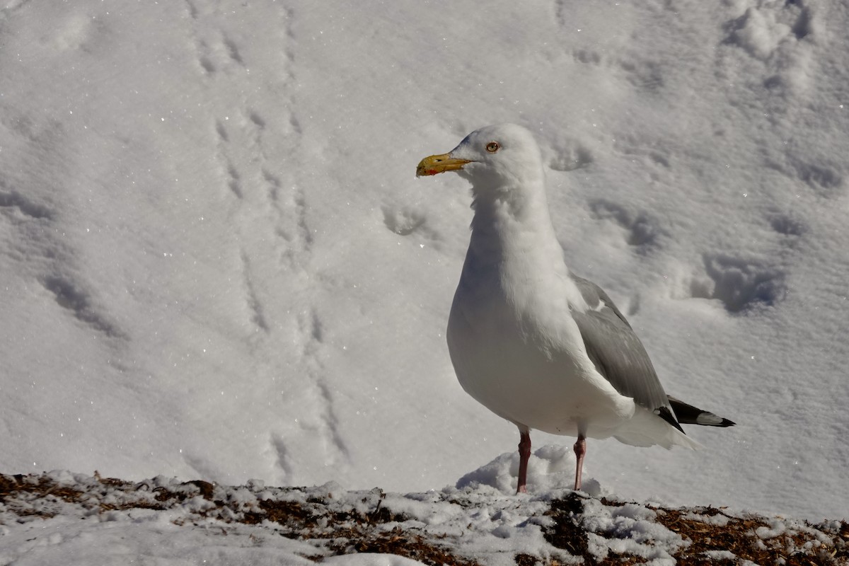 American Herring Gull - Jenn Megyesi