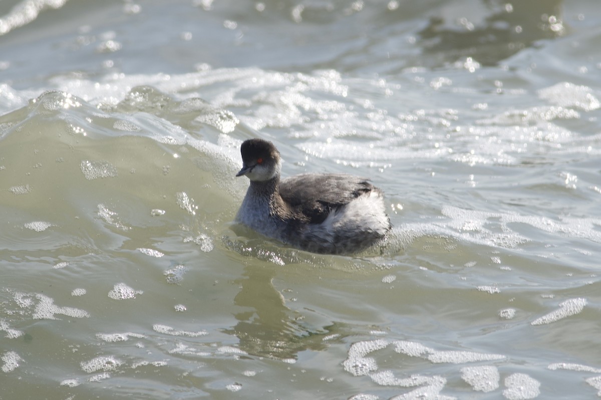 Eared Grebe - Brandon Trentler