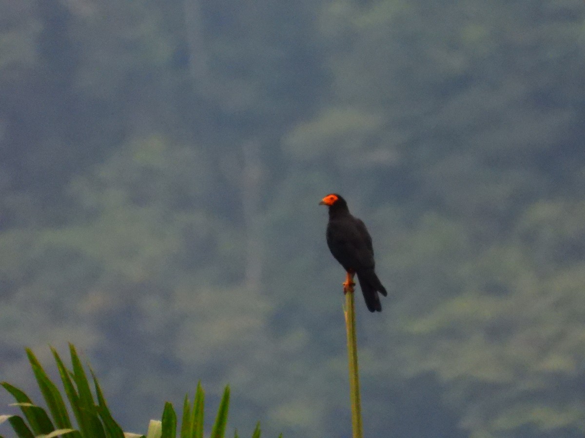 Caracara Negro - ML143590711