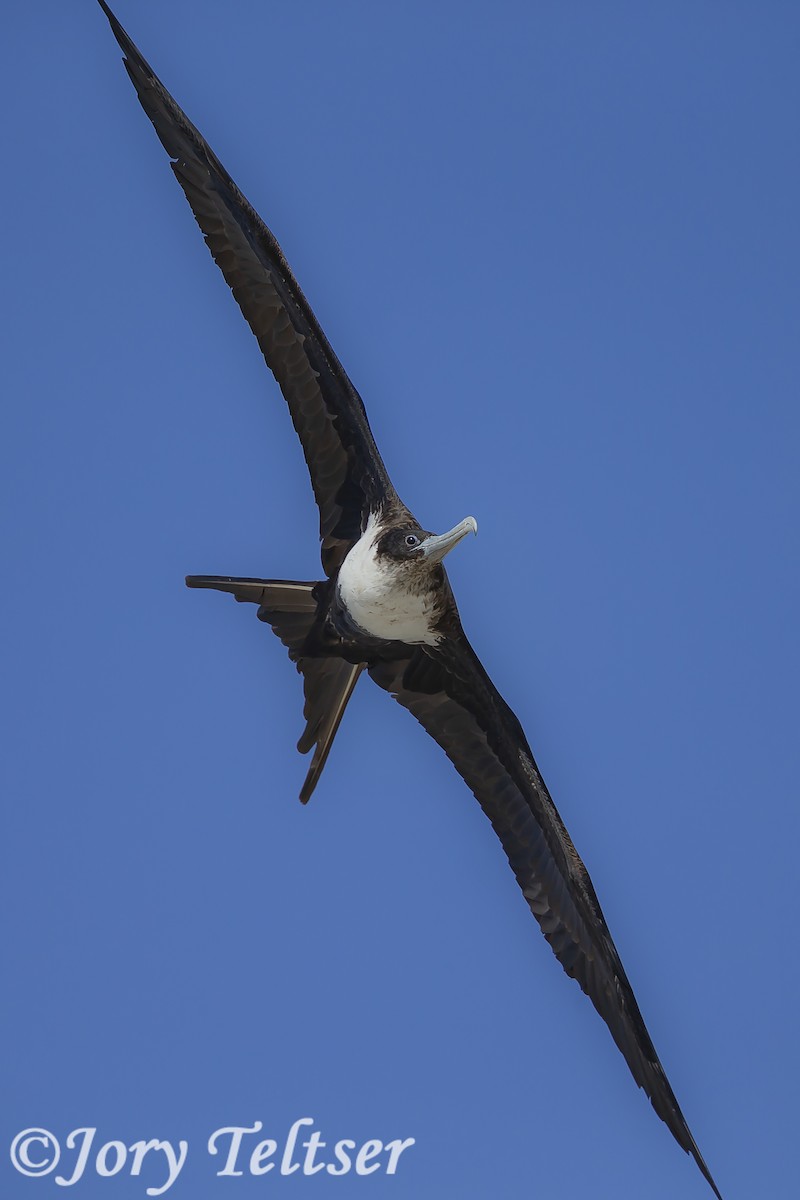 Great Frigatebird - ML143592551