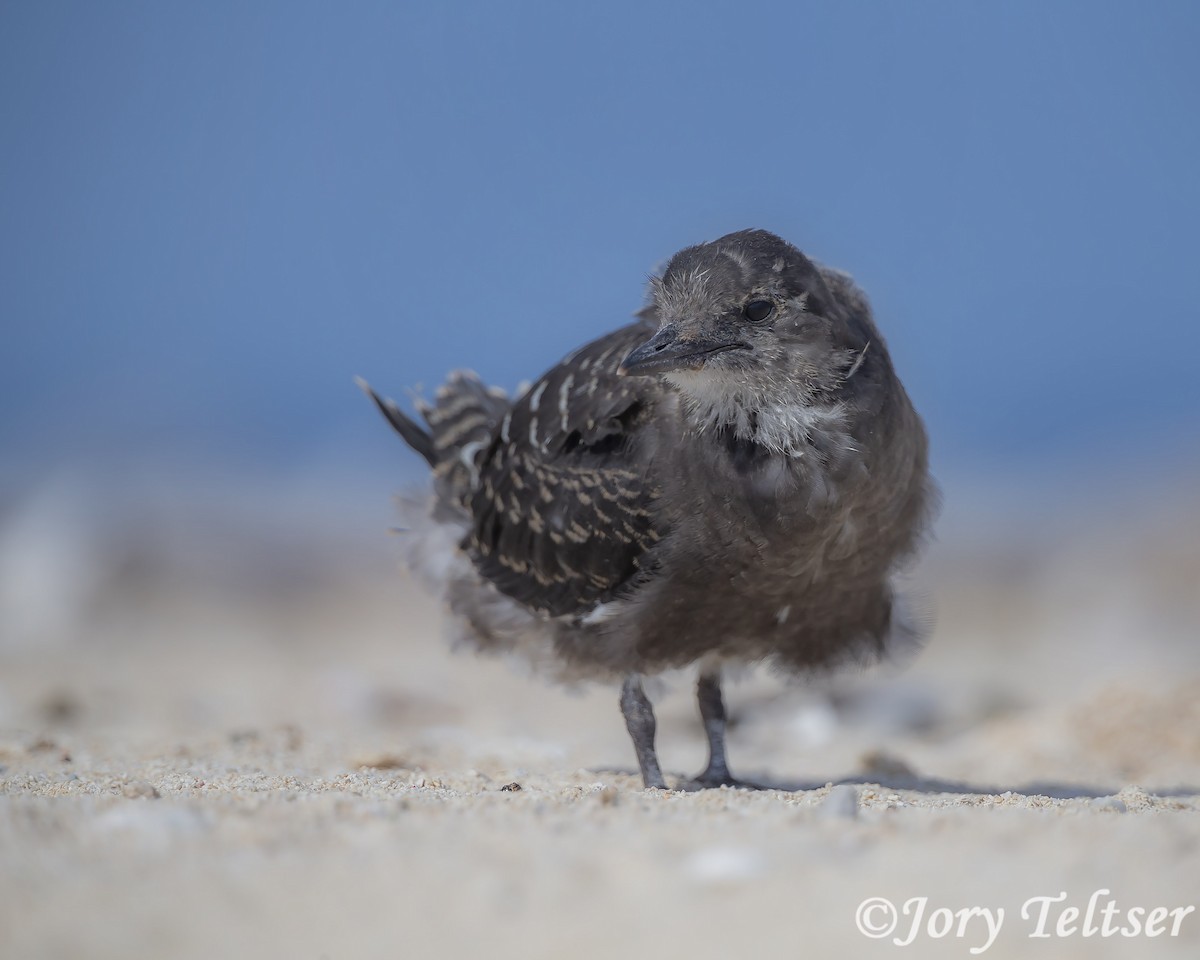 Sooty Tern - ML143592621