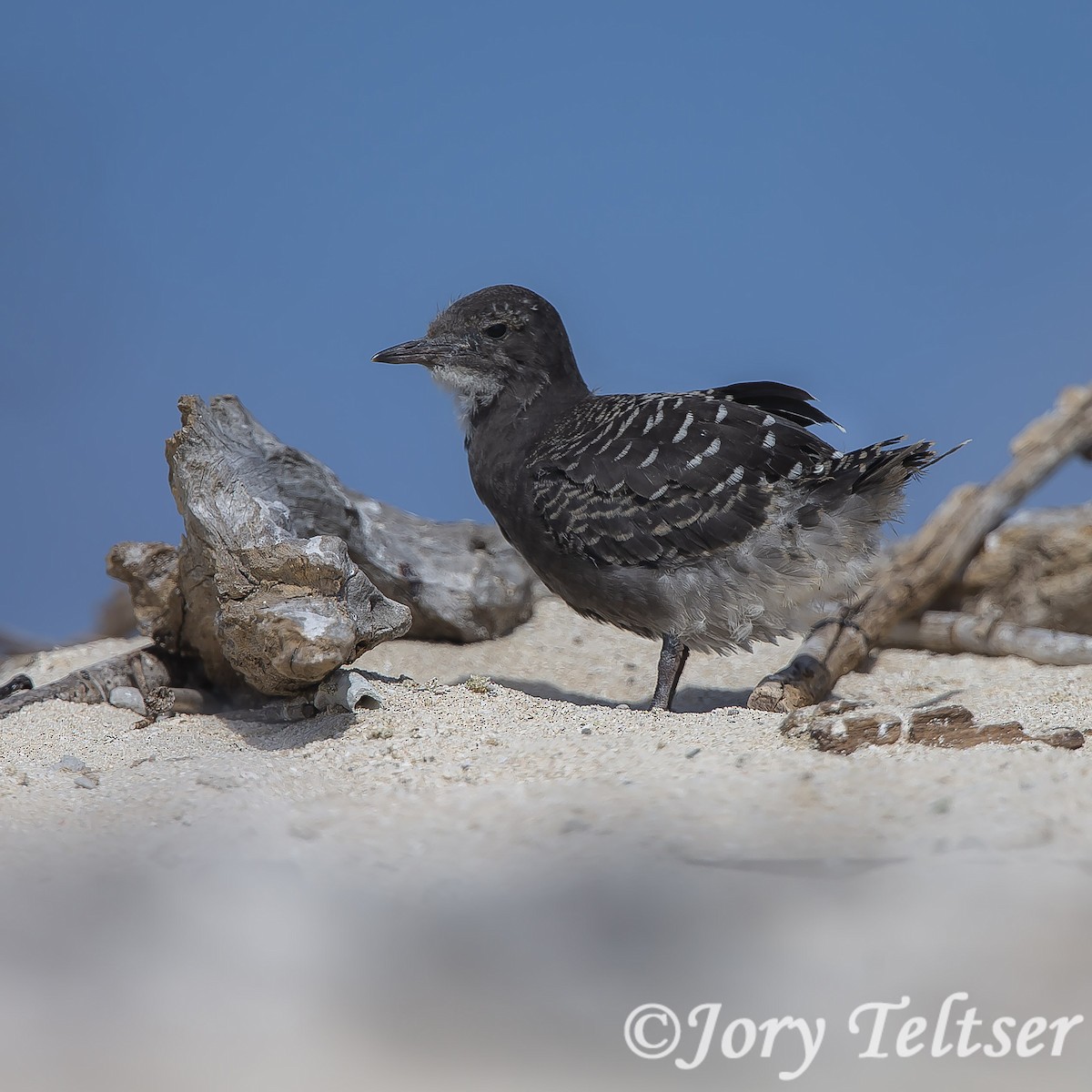 Sooty Tern - ML143592721