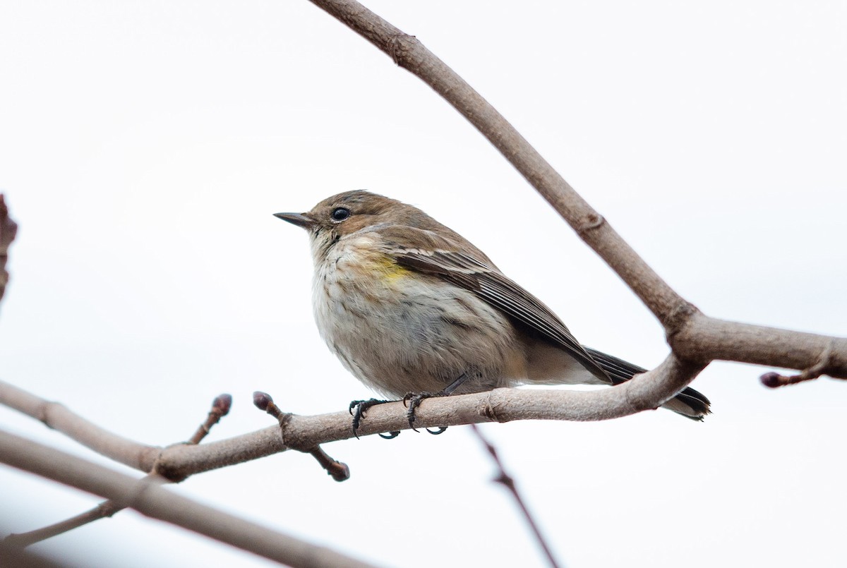 Yellow-rumped Warbler - Trevor Ambrico