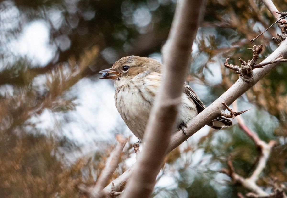 Yellow-rumped Warbler - ML143597441