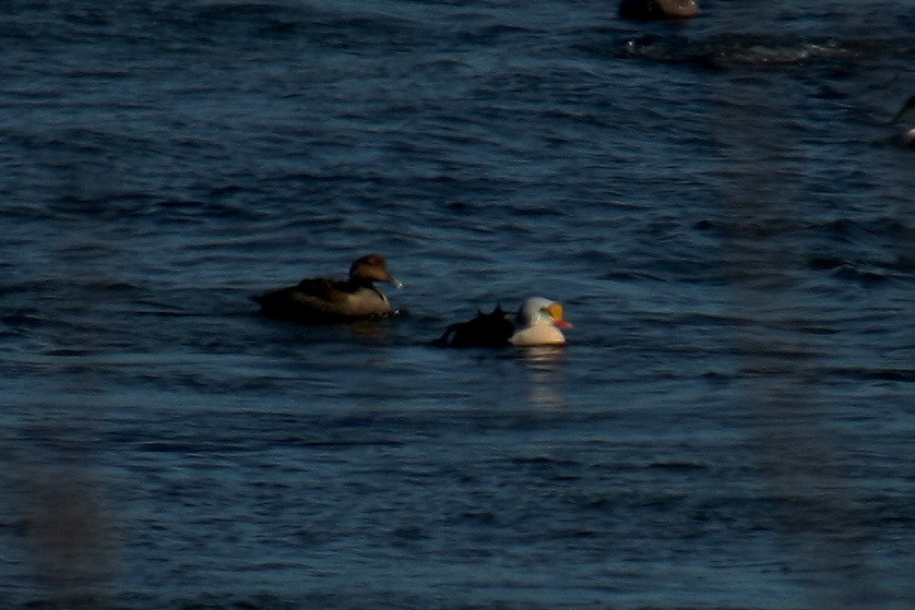 Eider à tête grise - ML143598871